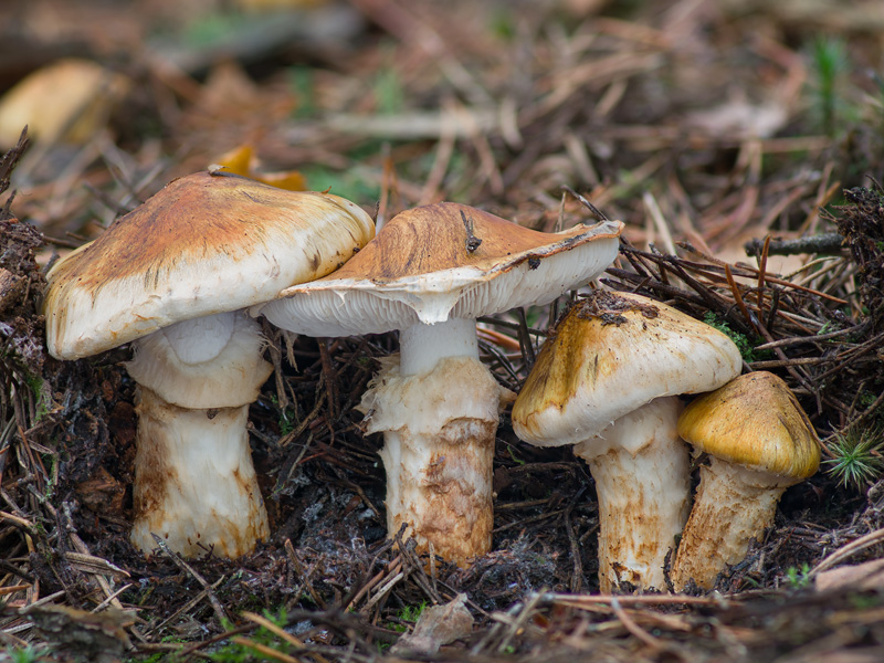 Tricholoma focale